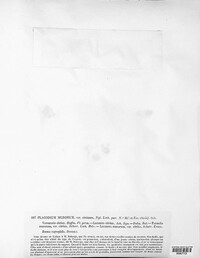 Caloplaca saxicola image